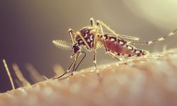 Sivrisinek kabusu! 21 kişi öldü