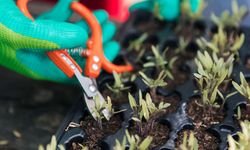 Süs Bitkisi Çoğaltma Yöntemleri