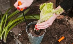 Tohumdan Sofraya: Evde Sebze Yetiştirme Rehberi