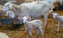 Üreticiye müjdeli haber: Çiftçinin yüzünü güldürecek destek programı açıklandı