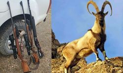 Kaçak Avcıya Otomobil Fiyatına Ceza! Yaban Keçisi Vurmanın Bedeli