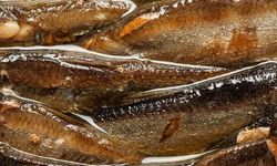 120 Gün Boyunca Her Gün Sardalya Tüketti: Sonuçları Açıklandı