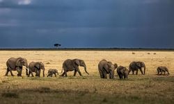 ABD'li Milyoner Gabon'da Fillerin Saldırısına Uğradı