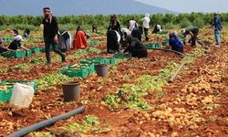 Adana'da Erkenci Patates Hasadı Başladı: Fiyatlar Boyuta Göre Değişiyor