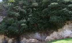 Adana'daki 4 Bin Yıllık Bığbığ Sarmaşığı Baharla Canlandı