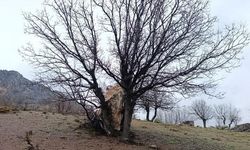 Adıyaman'da Yuvarlanan Kaya Parçasını Ağaç Engelledi