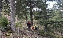 Akseki'de Kuzugöbeği Sezonu Başladı: Kilogramı 1500 TL'den Satılıyor