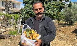 Alanya'da Yeni Dünya Meyvesi Ücretsiz Dağıtılıyor