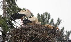 Amasya'nın Saygılı Köyü Leyleklere Ev Sahipliği Yapıyor