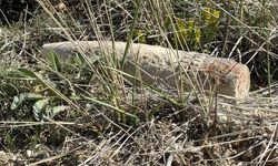 Ankara Ayaş'ta Mantar Toplarken Patlamamış Top Mermisi Bulundu