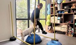 Ankara'da French Bulldog Ori'nin Sağlıklı Kilo Verme Süreci