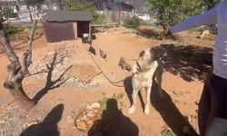 Antalya'da Dövüş Köpeği Üretimi Yapan İşletmeye Yüklü Para Cezası