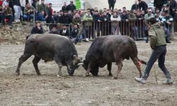 Artvin Sarıgöl'de 31. Boğa Güreşleri Sezonu Başladı