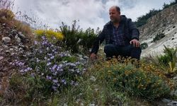 Aydın'ın Sazlı Mahallesi'nde Yetişen 'Küçük Çan' Bitkisi Yok Olma Tehlikesiyle Karşı Karşıya