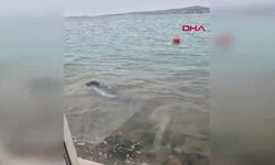 Ayvalık Sahilinde Nesli Tehlike Altındaki Akdeniz Foku Görüntülendi