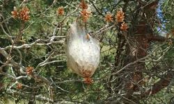 Bafra'da Çam Kese Böceği Artışı Ormanları Tehdit Ediyor