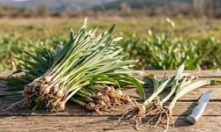 Baharın Lezzeti Körmen Otunun Pişirme Yöntemleri