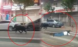 Batman'da Yaban Domuzu Şehir Merkezinde 3 Kişiye Saldırdı