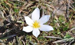 Bitlis Hizan'da Baharın Simgesi Çiğdemler Doğayı Renklendirdi