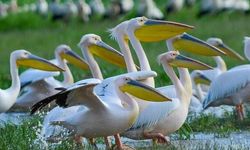 Boğazköy Barajı'nda Bahar Molası Veren Pelikanlar