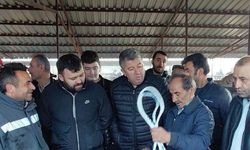 Bolu'da Kurbanlık Alımında Erken Hareketlilik
