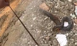 Çermik'te Kış Uykusundan Uyanan 1 Metrelik Yılan Paniğe Yol Açtı