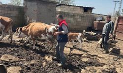 Cizre'de Hayvancılık İçin Küpeleme ve Aşılama Çalışmaları Sürüyor