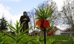 Denizli Bozkurt'ta 5 Yıl Aradan Sonra Ters Laleler Yeniden Açtı