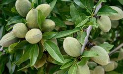 Diyarbakır Çermik'te İlk Çağla Hasadı Başladı: Kilosu 130 Liradan Satılıyor