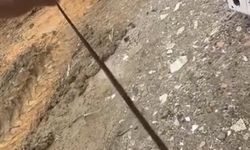 Diyarbakır Çermik'te Kış Uykusundan Uyanan Yılanlar Mahallede Endişe Yarattı