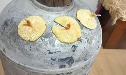 Diyarbakır Çüngüş'te Doğal Mantar Bereketi Başladı