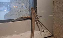 Diyarbakır Silvan'da Dev Boyutlarda Etçil Çekirge Görüldü