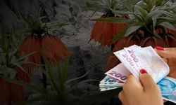 Diyarbakır'da Endemik Ters Laleler Çiçek Açtı: Koparanlara 700 Bin Lira Ceza