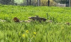 Diyarbakır'da Nesli Tehlike Altında Olan Kızıl Sincap Çağla Yerken Görüntülendi