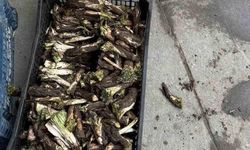 Diyarbakır'ın Doğal Hazinesi Kenger: Kilosu 250 TL'ye Alıcı Buluyor