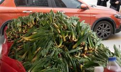 Doğal Şifa Kaynağı Çiriş Otu: Hem Sağlık Hem Ekonomi