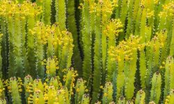 Doğanın En Yakıcı Bitkisi: Euphorbia resinifera