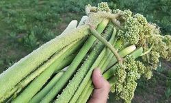 Doğu Anadolu'nun Doğal Şifa Kaynağı Işgın, Pazarlarda İlgi Görüyor