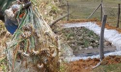Düzce'de Çam Kese Böceğiyle Doğa Dostu Mücadele Başladı