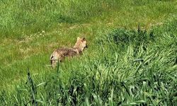 Edirne İpsala'da Çiftçi, Tarlada Görülen Çakal Karşısında Şaşkınlık Yaşadı