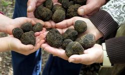 Edirne'den Avrupa'ya Trüf Mantarının Yolculuğu