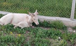 Elazığ'da Beyaz Alageyik Bahçeye İndi, Horozlarla Birlikte Görüntülendi