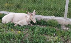 Elazığ'da Beyaz Alageyik Ev Bahçesinde Görüntülendi