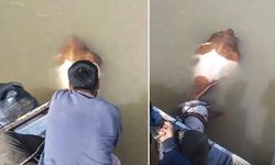 Elazığ'da Murat Nehri'nde mahsur kalan tosun kelekle kurtarıldı