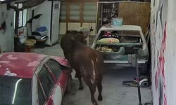 Elmadağ'da Ahırdan Kaçan Danalar Oto Tamirhaneye Girdi