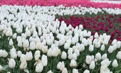 Emirgan Korusu'nda Lale Festivali Renkli Görüntülerle Başladı