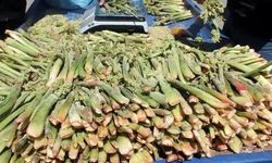 Erzincan Yaylalarının Şifalı Bitkisi Işkın Tezgahlarda Yerini Aldı