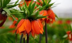 Erzincan'da Koruma Altındaki Ters Lalelere Zarar Verene Ağır Ceza