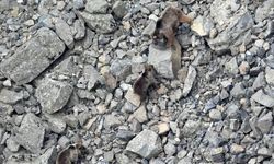 Erzurum İspir'de Kış Uykusundan Çıkan Ayı Ailesi Kamerada