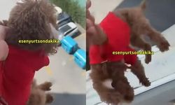 Esenyurt'ta Köpeğe Şiddet İddiası: Kadın Pencereden Sarkıttığı Kuki'yi Videoya Çekti
